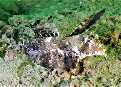 Dactylopus kuiteri