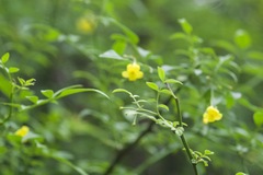 Chrysojasminum humile