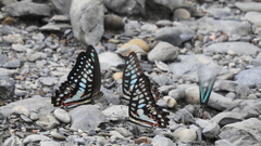 Graphium doson postianus