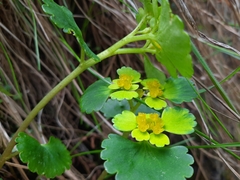 Chrysosplenium forrestii