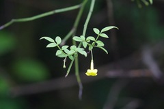 Chrysojasminum humile