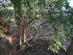 Magnoliopsida