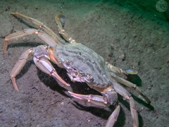 Liocarcinus depurator