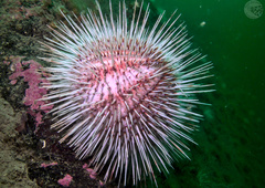 Gracilechinus acutus