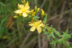 Hypericum elegans