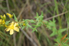Hypericum elegans