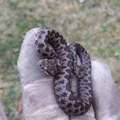 Vipera aspis hugyi