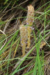 Orobanche coerulescens