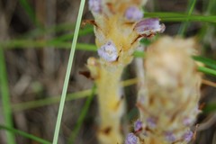 Orobanche coerulescens