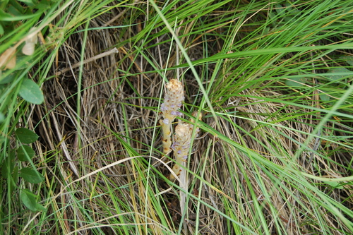 Image of Orobanche coerulescens by (c) Alexander Dubynin, some rights reserved (CC BY)