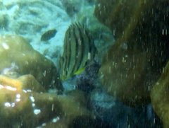 Chaetodon octofasciatus
