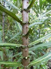 Anthocleista nobilis