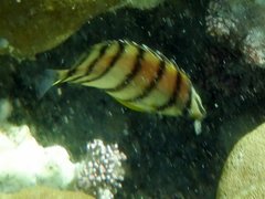 Chaetodon octofasciatus