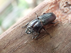 Figulus binodulus