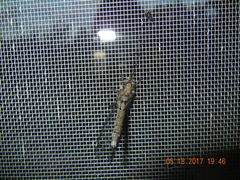 Ululodes quadripunctatus