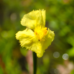 Xyris pauciflora