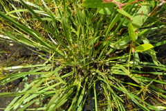 Xyris pauciflora