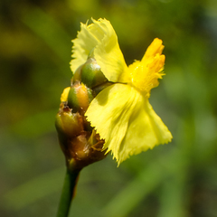 Xyris pauciflora