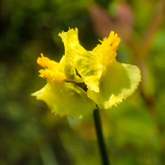 Xyris pauciflora