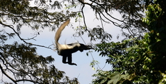 Colobus caudatus