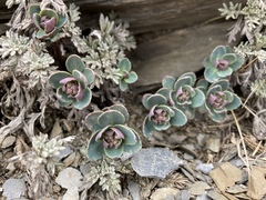 Phedimus subcapitatum