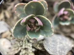 Phedimus subcapitatum