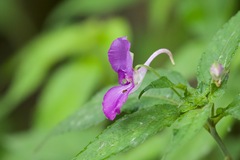 Impatiens puberula