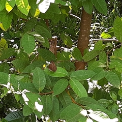 Euthalia aconthea gurda