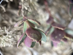 Phedimus subcapitatum