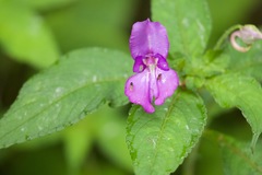 Impatiens puberula