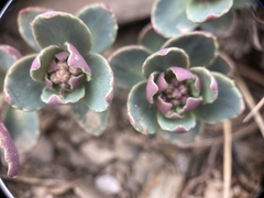 Phedimus subcapitatum