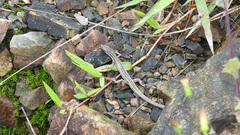 Takydromus stejnegeri