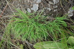 Cleistogenes squarrosa