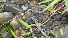 Takydromus stejnegeri