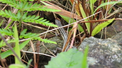 Takydromus stejnegeri