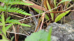 Takydromus stejnegeri