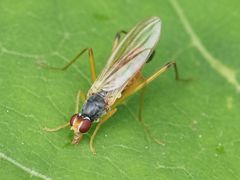 Neria commutata