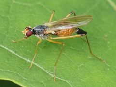 Neria commutata