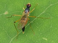 Neria commutata