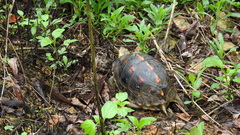 Cuora flavomarginata