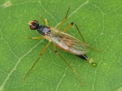 Neria commutata
