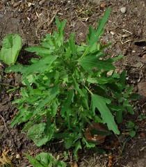 Chenopodium ficifolium
