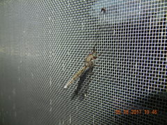 Ululodes quadripunctatus