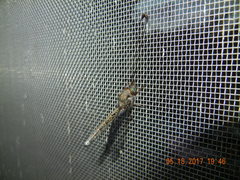 Ululodes quadripunctatus