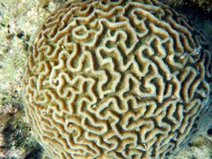 Platygyra daedalea