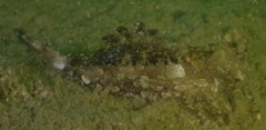 Dactylopus kuiteri