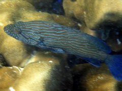 Cephalopholis formosa