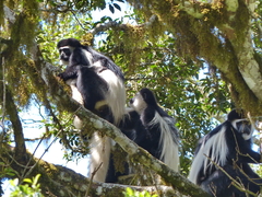 Colobus caudatus