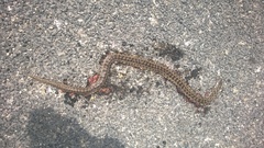 Lampropeltis calligaster