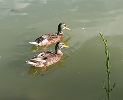 Anas platyrhynchos